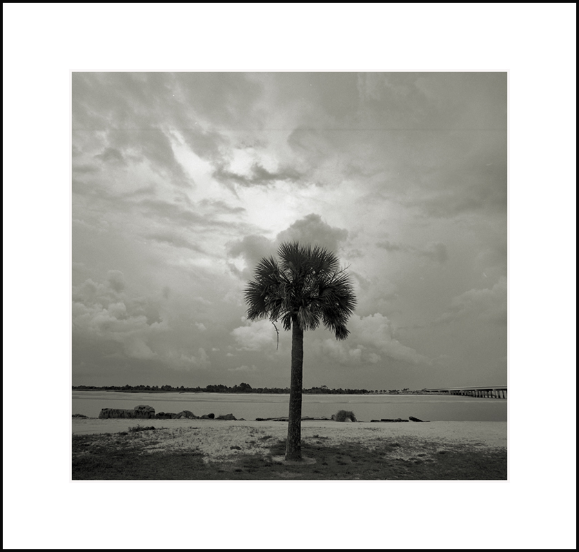 Lone Palm