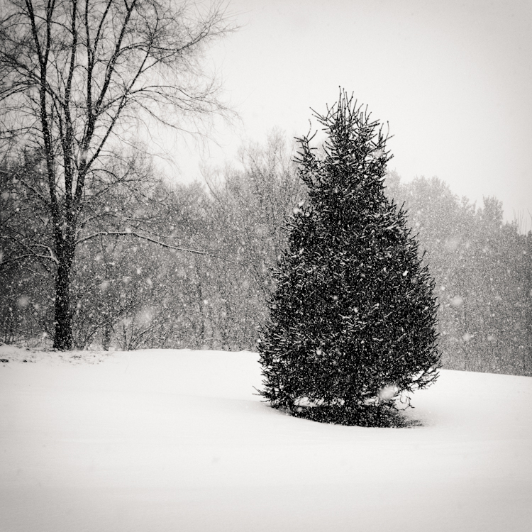 Lone Pine