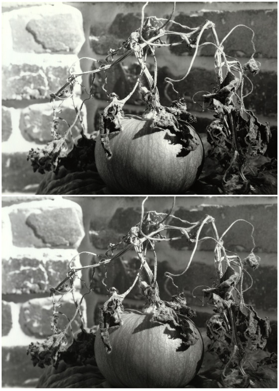 lone pumpkin, hard and soft prints