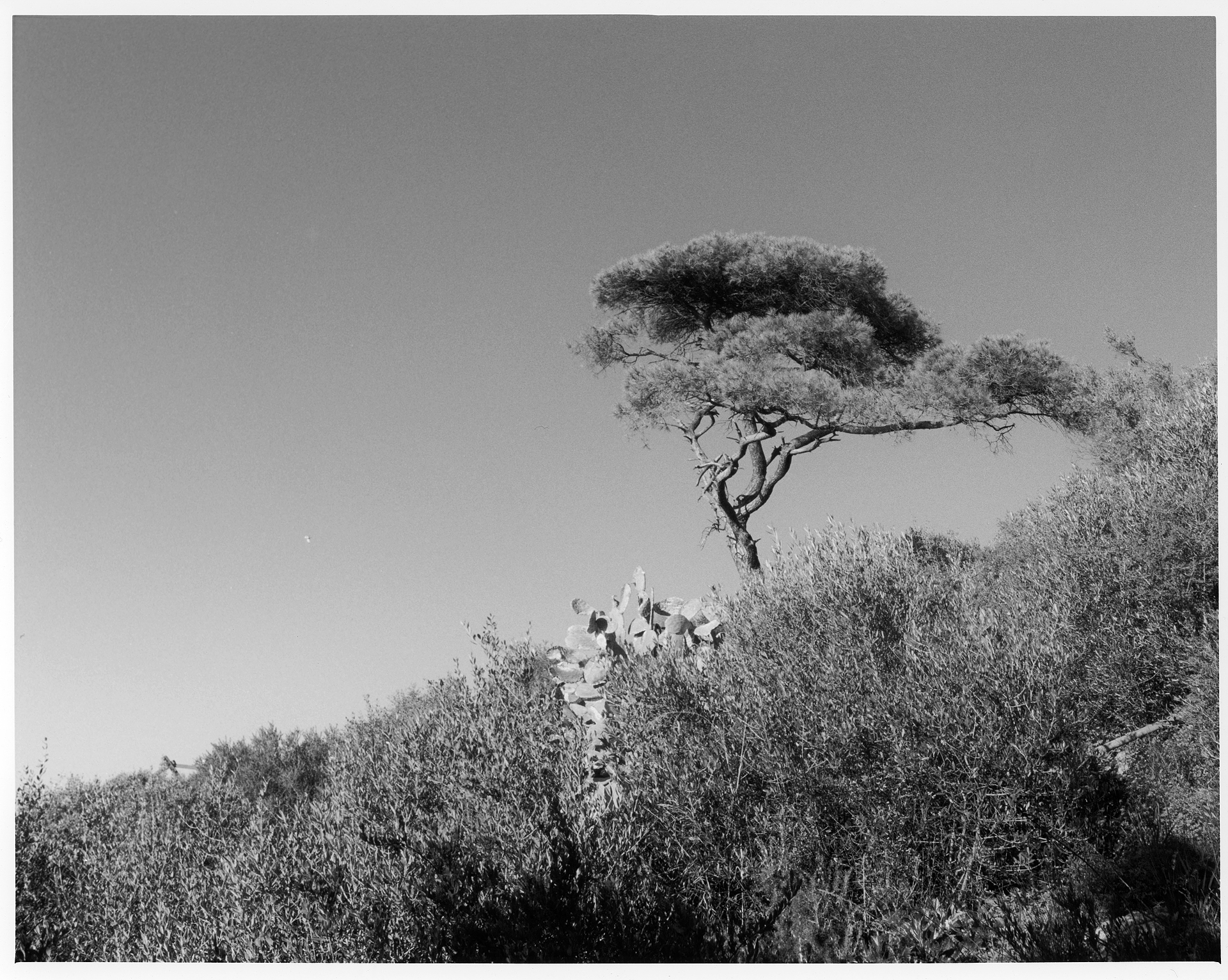 Lone Stone Pine