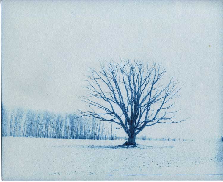 Lone Tree Blue