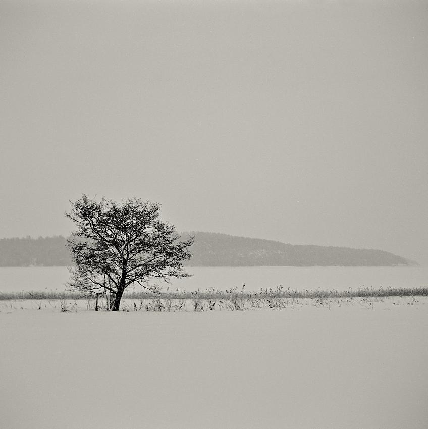 Lone tree in winter