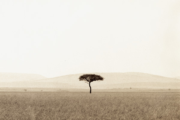 Lone Tree Masa Mara