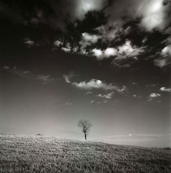 Lone Tree