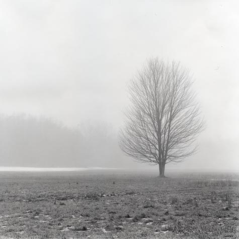 Lone Tree