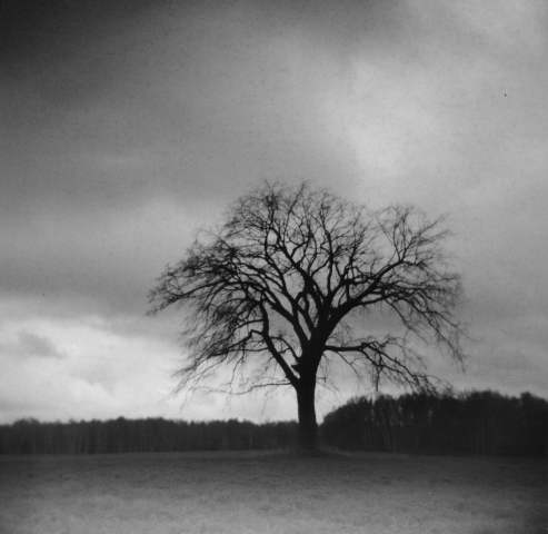 lone tree