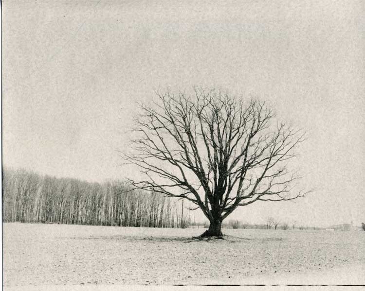 Lone Tree