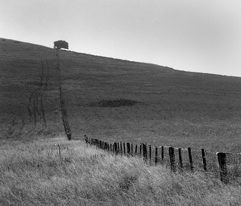 Lone tree.