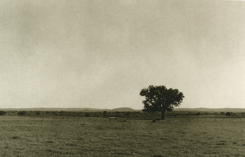 Lone Tree