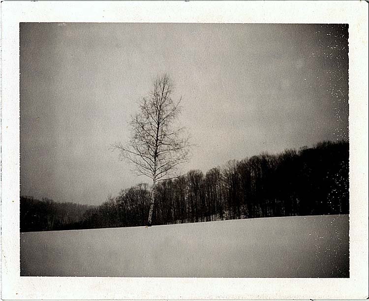 Lone Tree