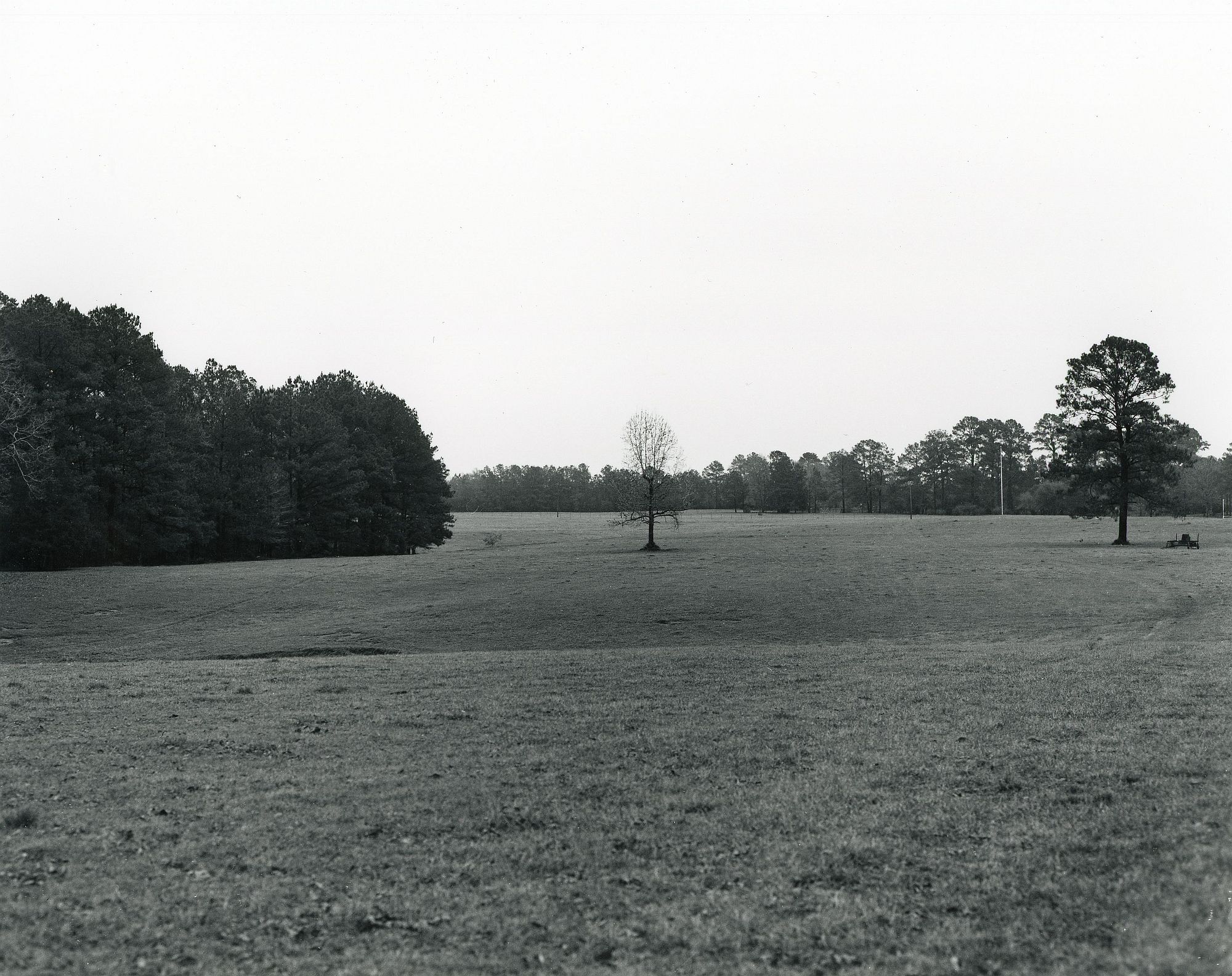 Lone Tree