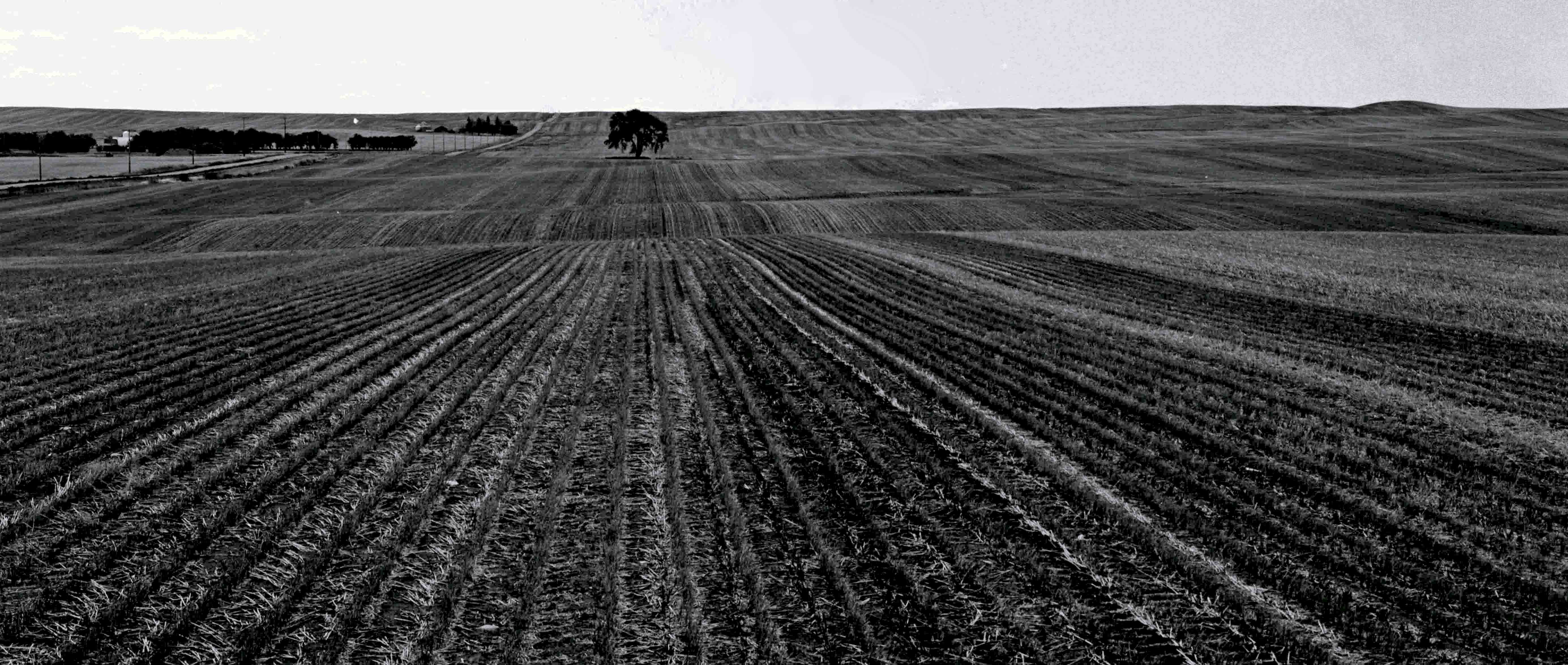 Lone Tree