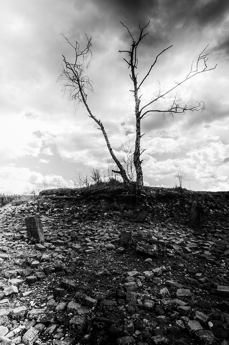 Lone tree