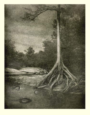 Lonely Cypress III