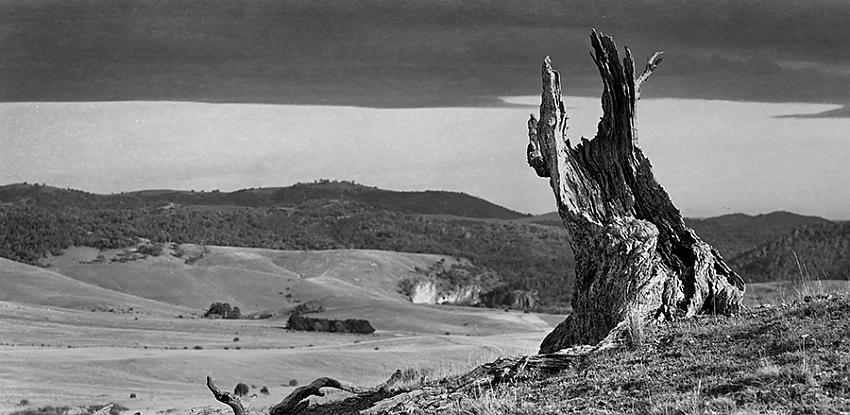 Lonely stump