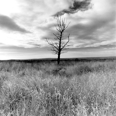 Lonely Tree