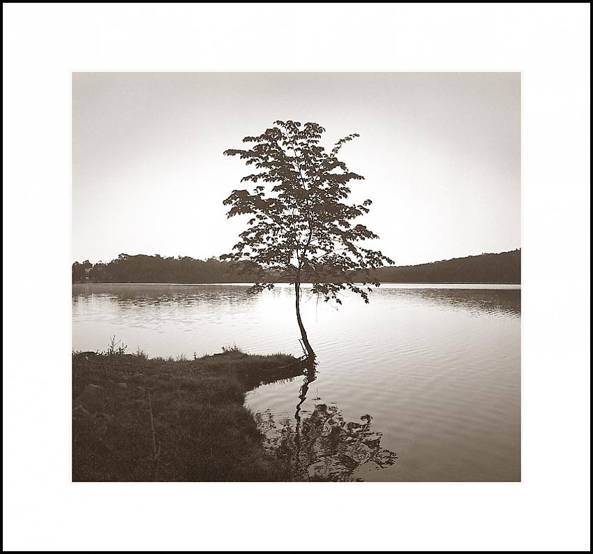 Lonely Tree