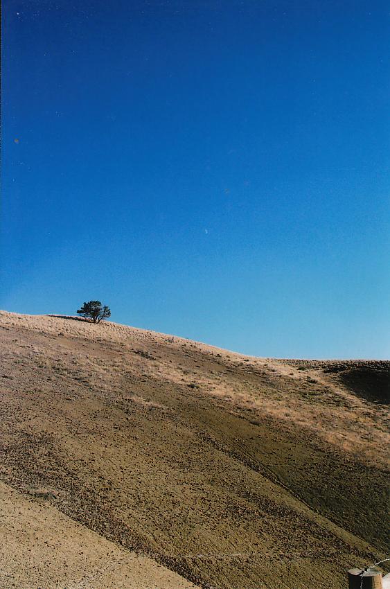 Lonely Tree