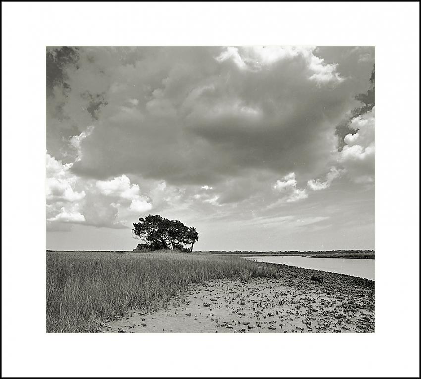 Lonely Trees