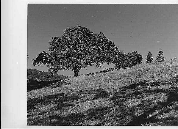 Lonely_Oak