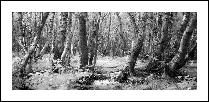 LOOKING INTO THE WOODS