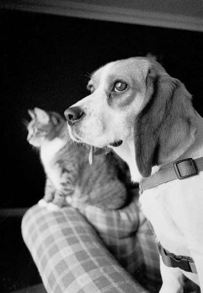looking out the window