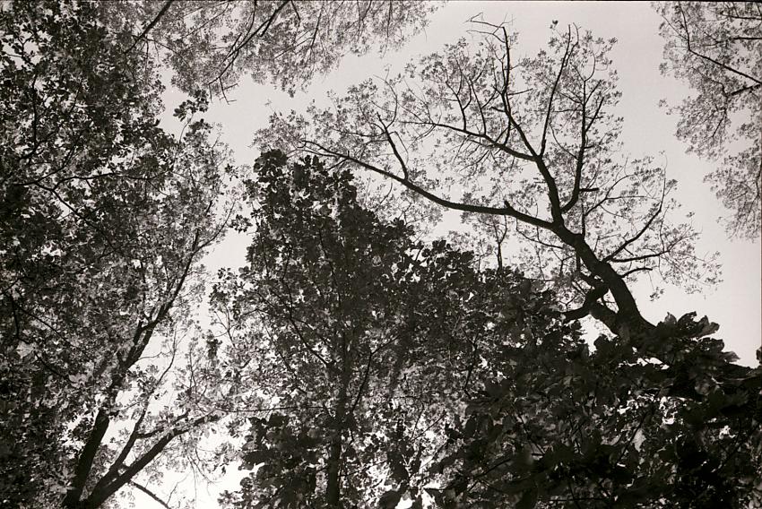 Looking up on a fall day
