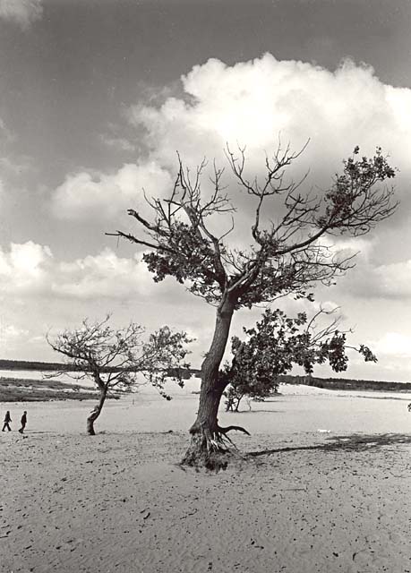Loonse en Drunense Duinen