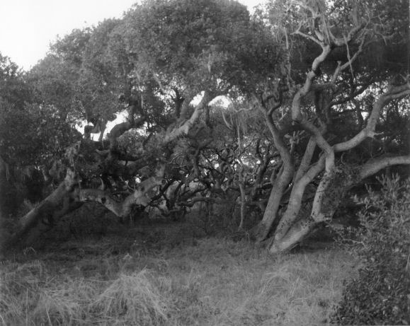 Los Osos Oaks, #2