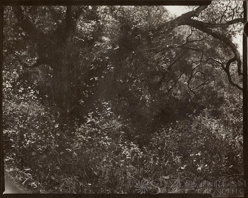 Lost in the Forest #1