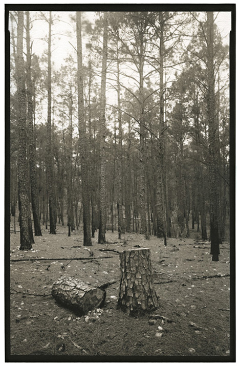 Lost Pines - Bastrop State Park