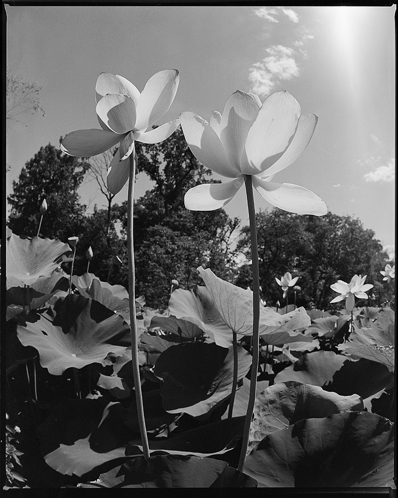 Lotus Blossoms