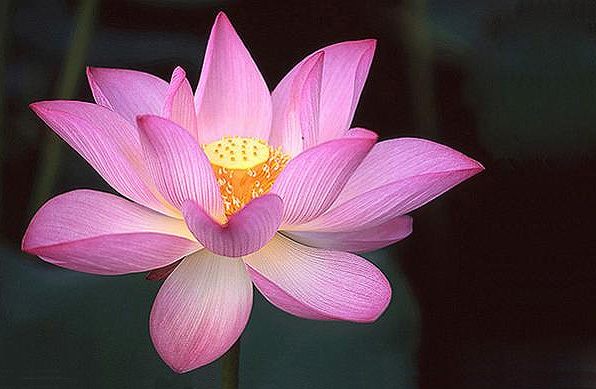 Lotus Flower