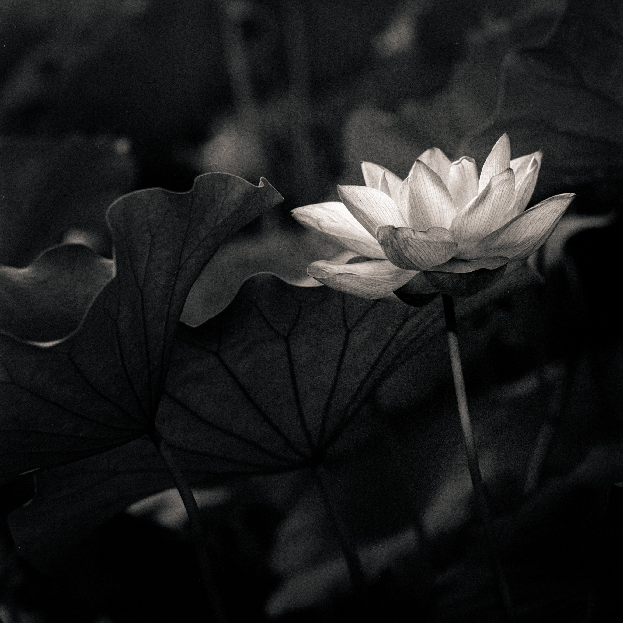 Lotus flower