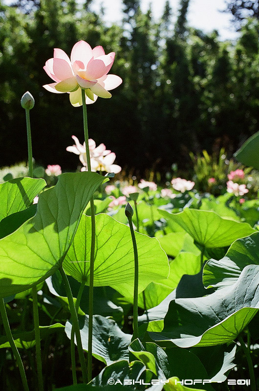 Lotus Flowers