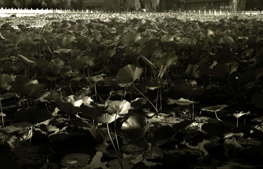 Lotus in Beihai park, Beijing