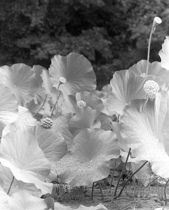 lotus root farm