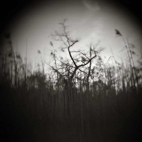 Louisiana Marsh