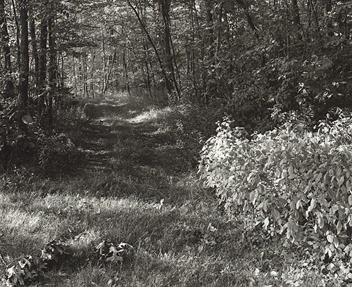 Lovers' Lane