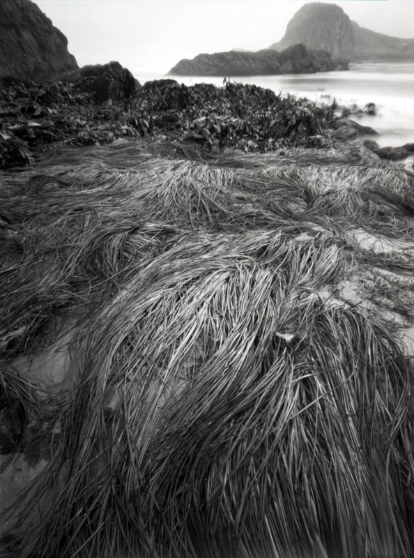 low tide outing--sea grass