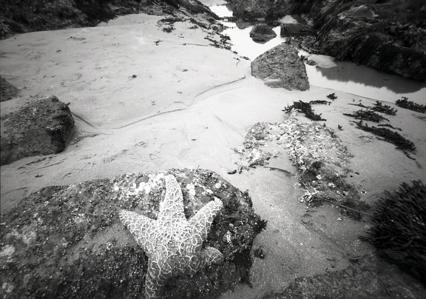 low tide outing--sea star