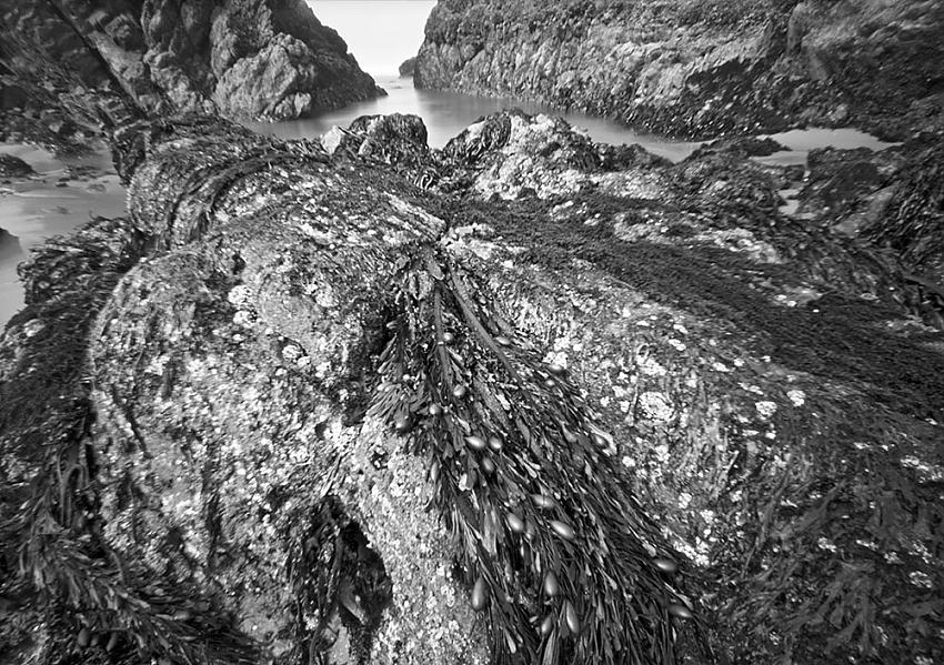 low tide, seal rock north