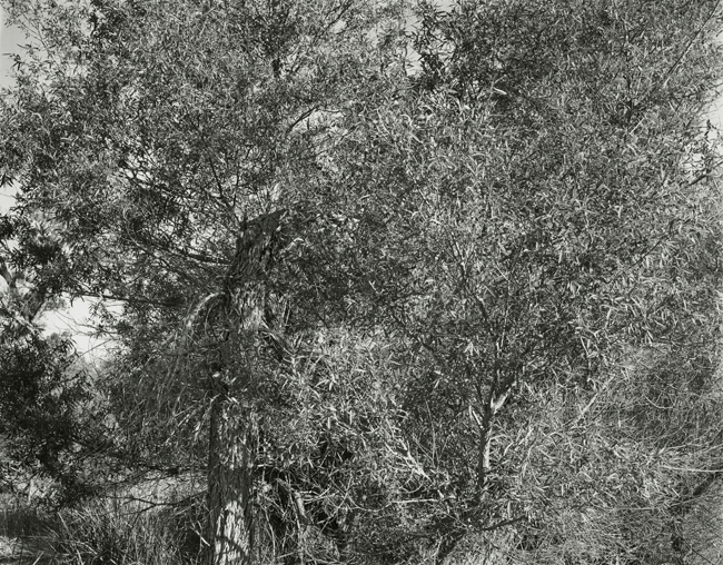 Lower Owens River, 2007