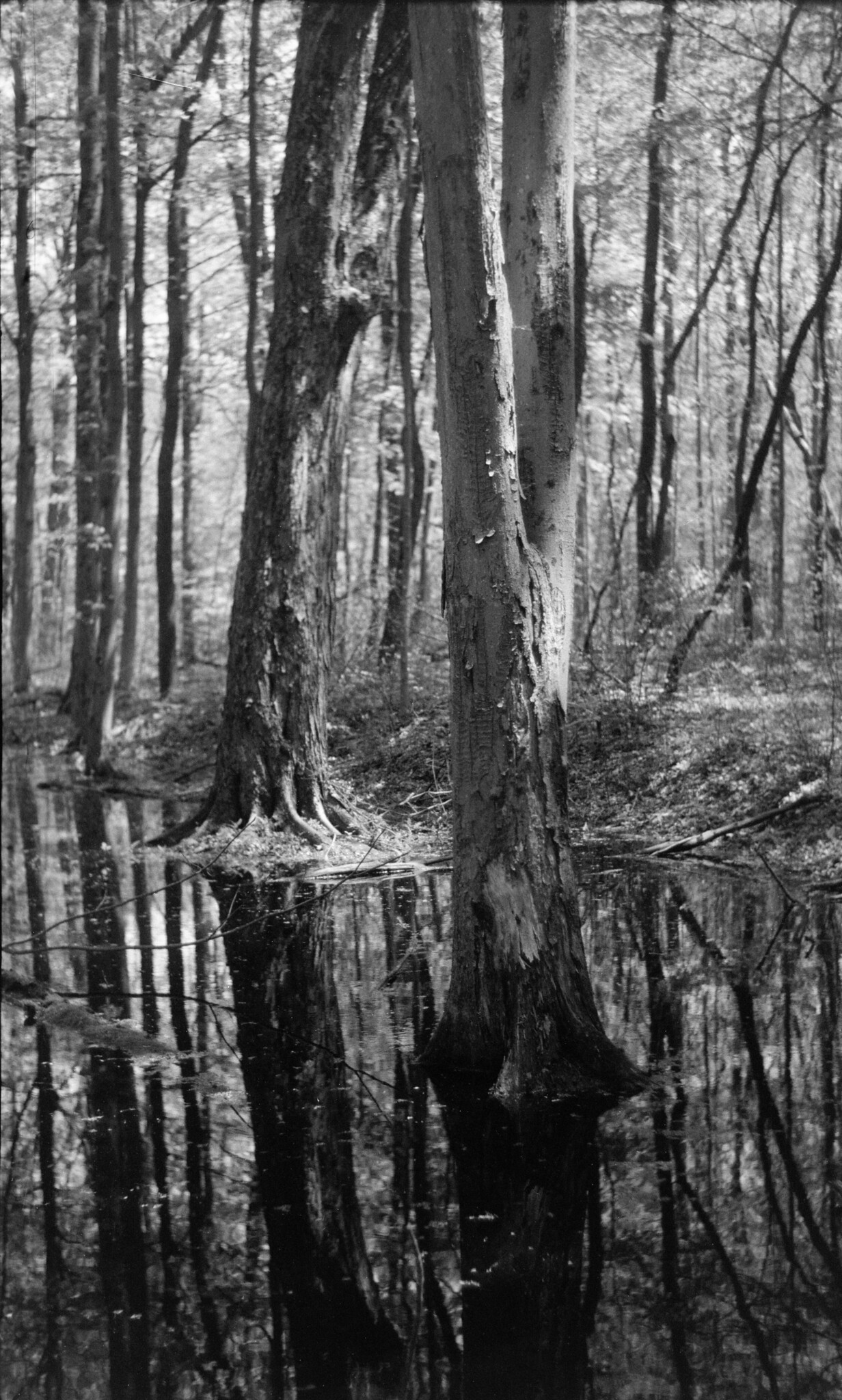 Lowland Forest