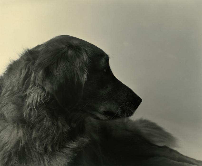 Lucy