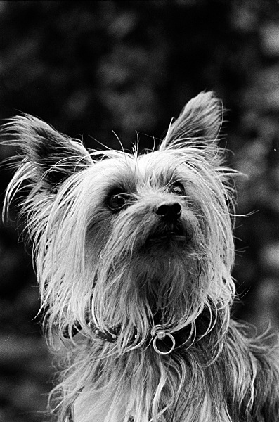 Lulu