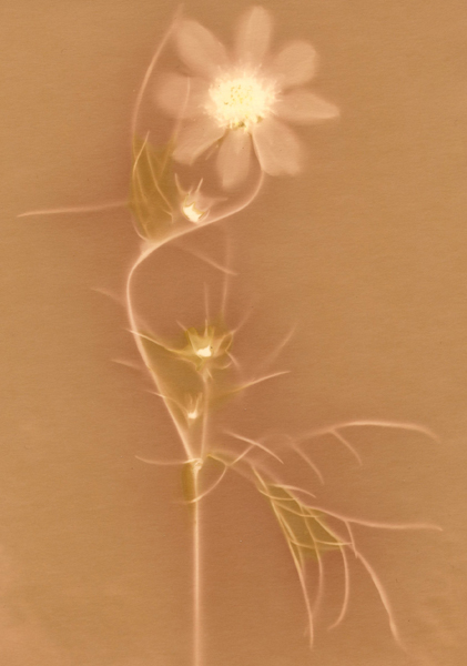 Lumen foma