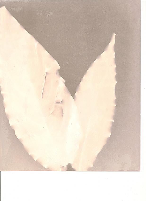 Lumen funeral plant