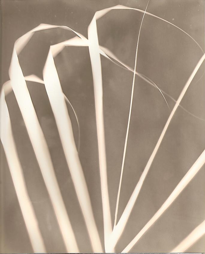 Lumen grass