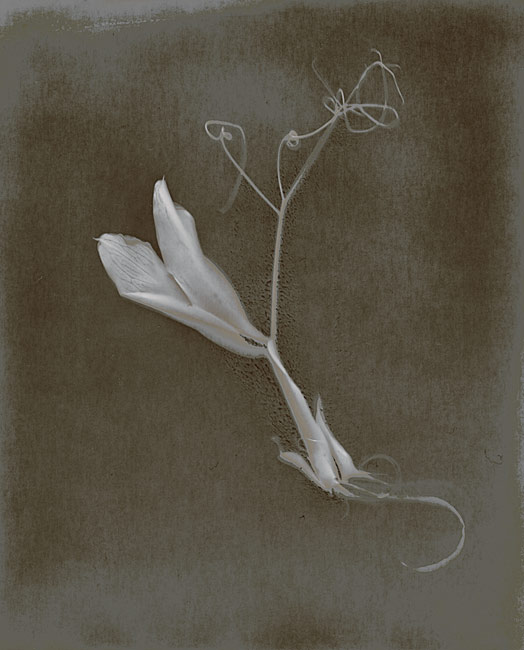 Lumen Print #1 Leaf of Orchid